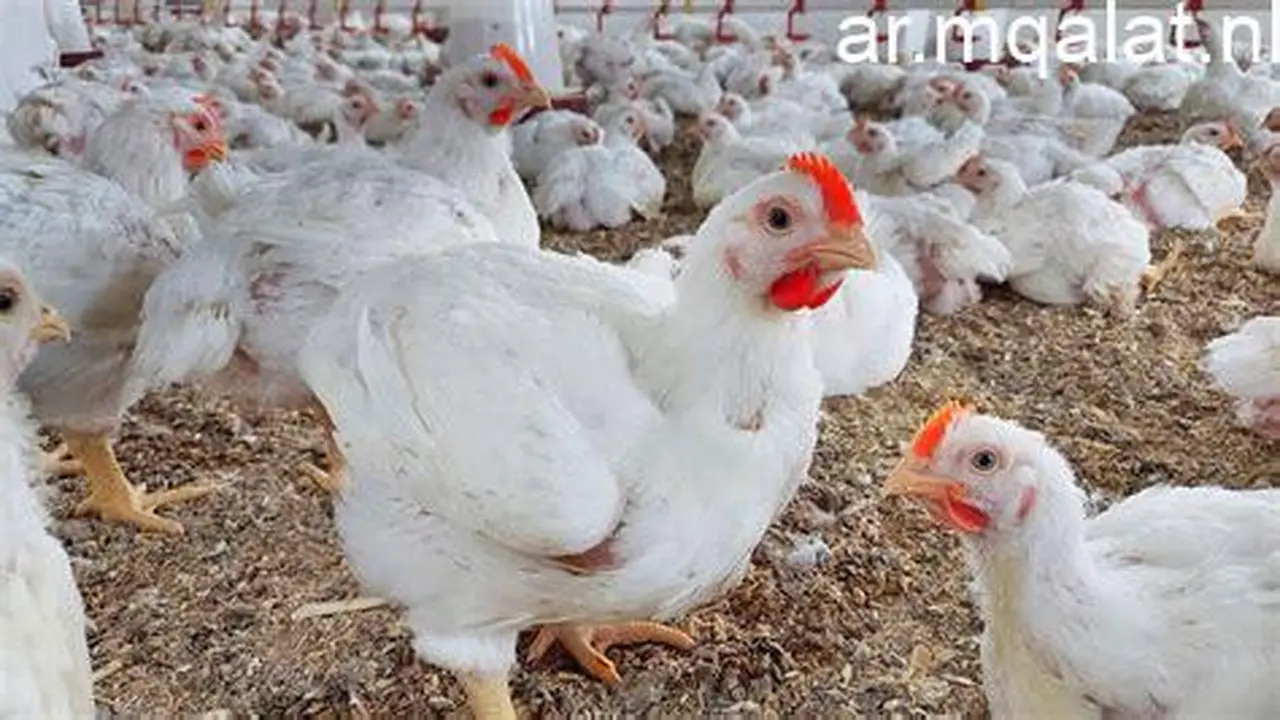 استقرار الأسواق بالأقصر.. أسعار الدواجن البيضاء والبلدي في تعاملات الاثنين 26 يناير 2026